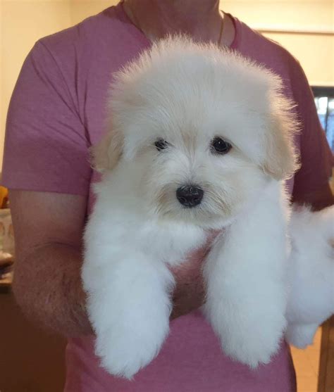 coton de tulear nero